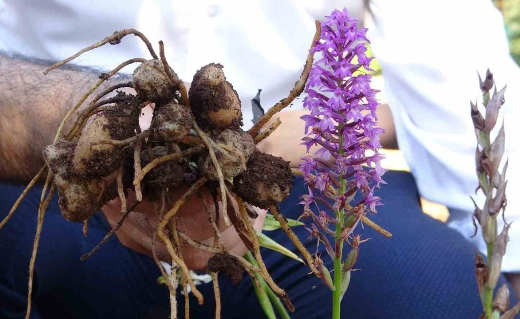 Dönümünden 1 ton ürün alınıyor, kilosu 2 bin TL, üstelik devlet destekli! Hasat başladı, paraya para demiyorlar 1